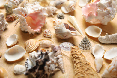 Photo of Different beautiful sea shells on sand, closeup