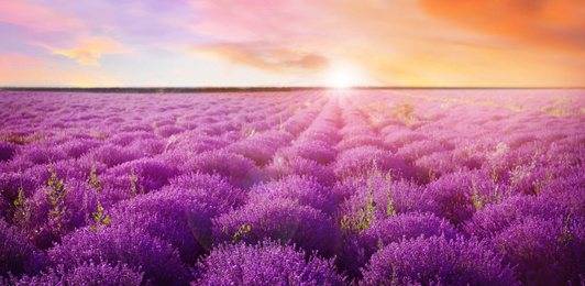 Image of Beautiful view of blooming lavender field at sunset, banner design 