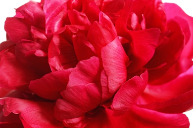 Photo of Beautiful blooming peony flower as background, closeup