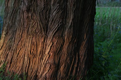 Photo of Closeup view of natural tree bark outdoors