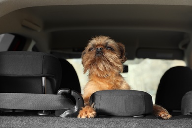 Adorable little dog in car. Exciting travel