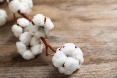 Photo of Branch of cotton plant on wooden background, closeup