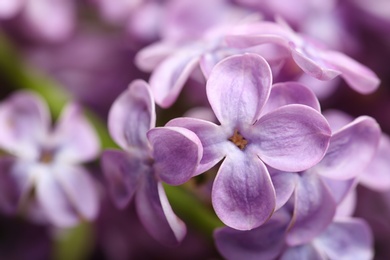 Photo of Beautiful blossoming lilac flowers on blurred background, closeup. Space for text