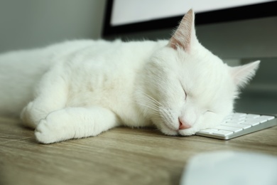 Adorable white cat sleeping on keyboard at workplace, closeup