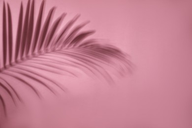 Photo of Shadow of tropical palm leaf on pink background, space for text