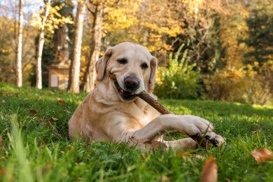 Cute Labrador Retriever dog playing with stick on green grass in sunny autumn park