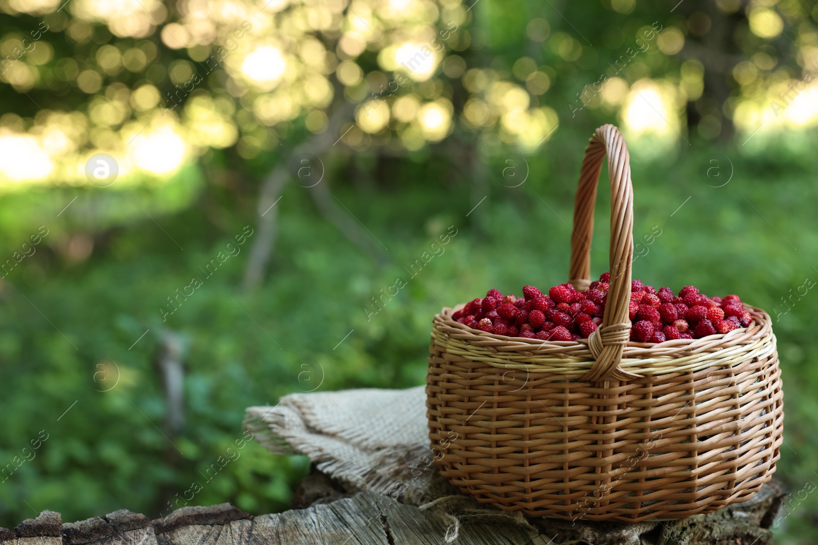 Photo of Basket with delicious wild strawberries on wooden stump in forest. Space for text