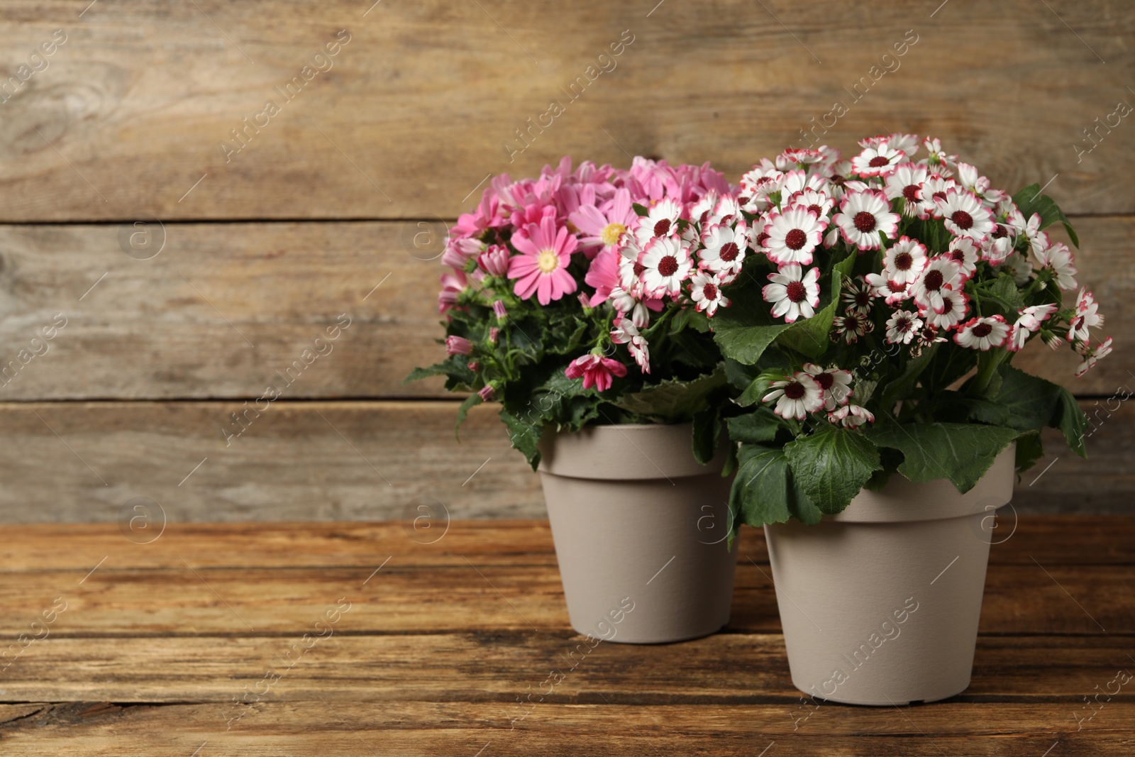 Photo of Beautiful cineraria plants in flower pots on wooden table. Space for text