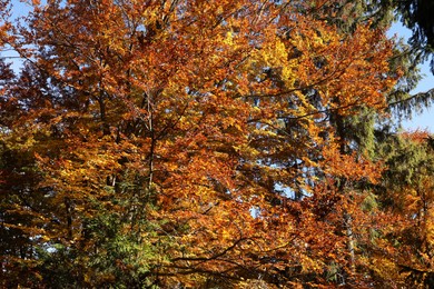 Photo of Beautiful trees with colorful leaves in autumn forest