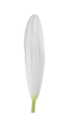 Photo of Beautiful fresh chamomile petal isolated on white