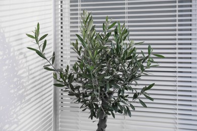 Beautiful young olive tree near window indoors. Interior element