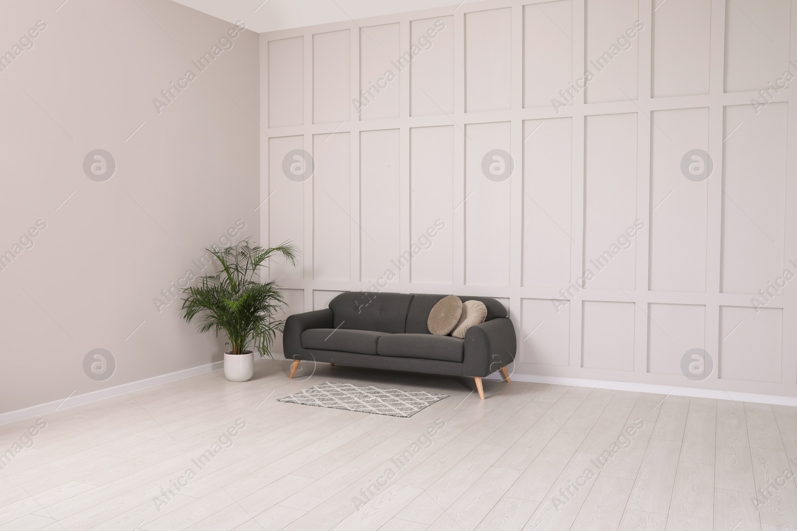 Photo of Grey sofa and green plant near empty molding wall indoors, space for text