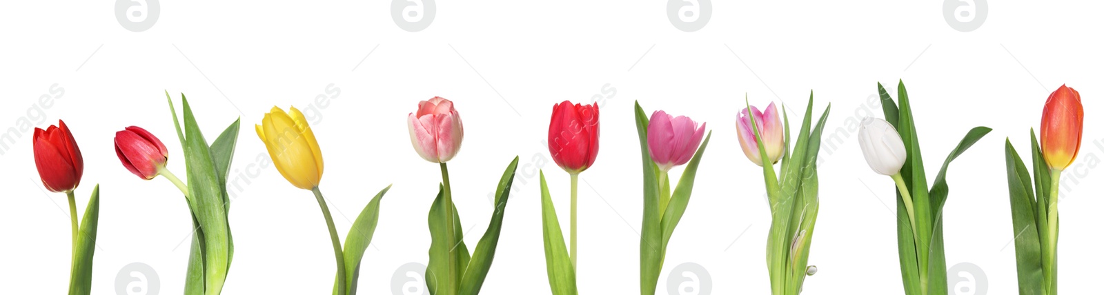 Image of Set of beautiful tulips in different colors isolated on white