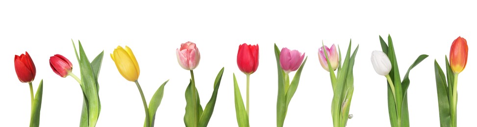 Set of beautiful tulips in different colors isolated on white