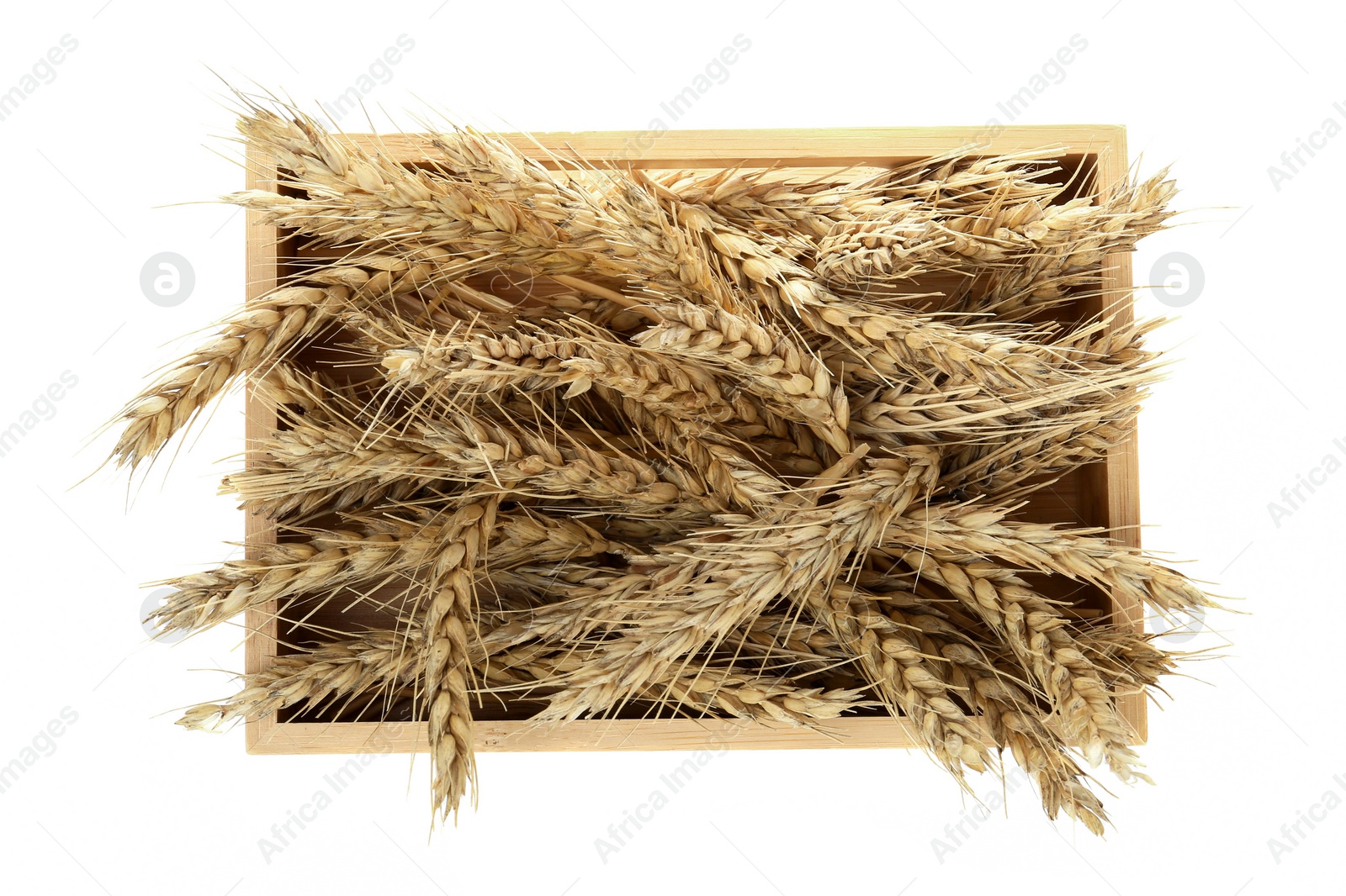 Photo of Wooden crate with ears of wheat on white background, top view