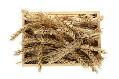Wooden crate with ears of wheat on white background, top view