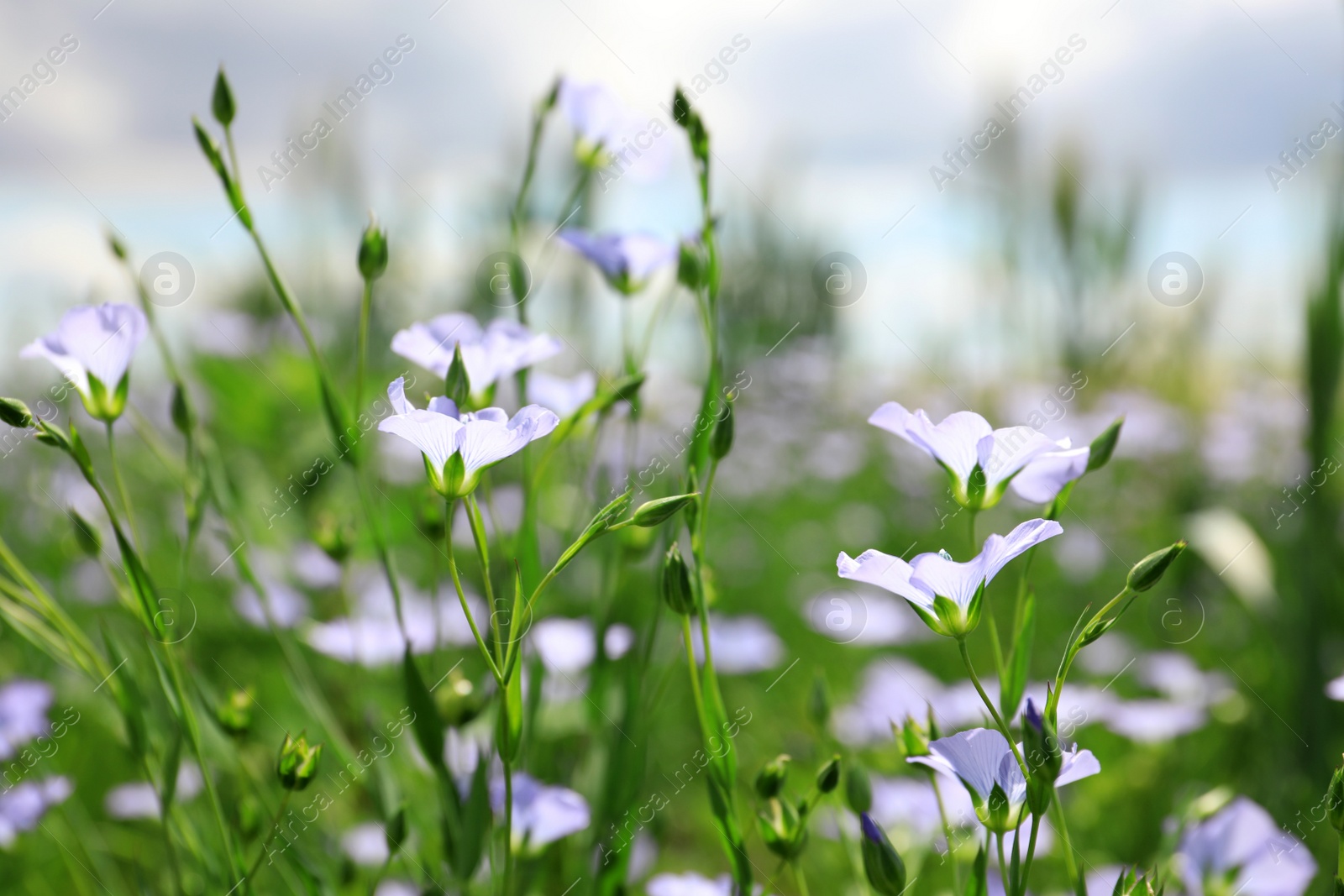 Photo of Closeup view of beautiful blooming flax field