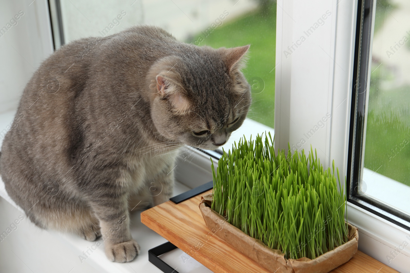 Photo of Cute cat near fresh green grass on windowsill indoors