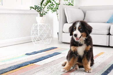 Adorable Bernese Mountain Dog puppy on carpet indoors