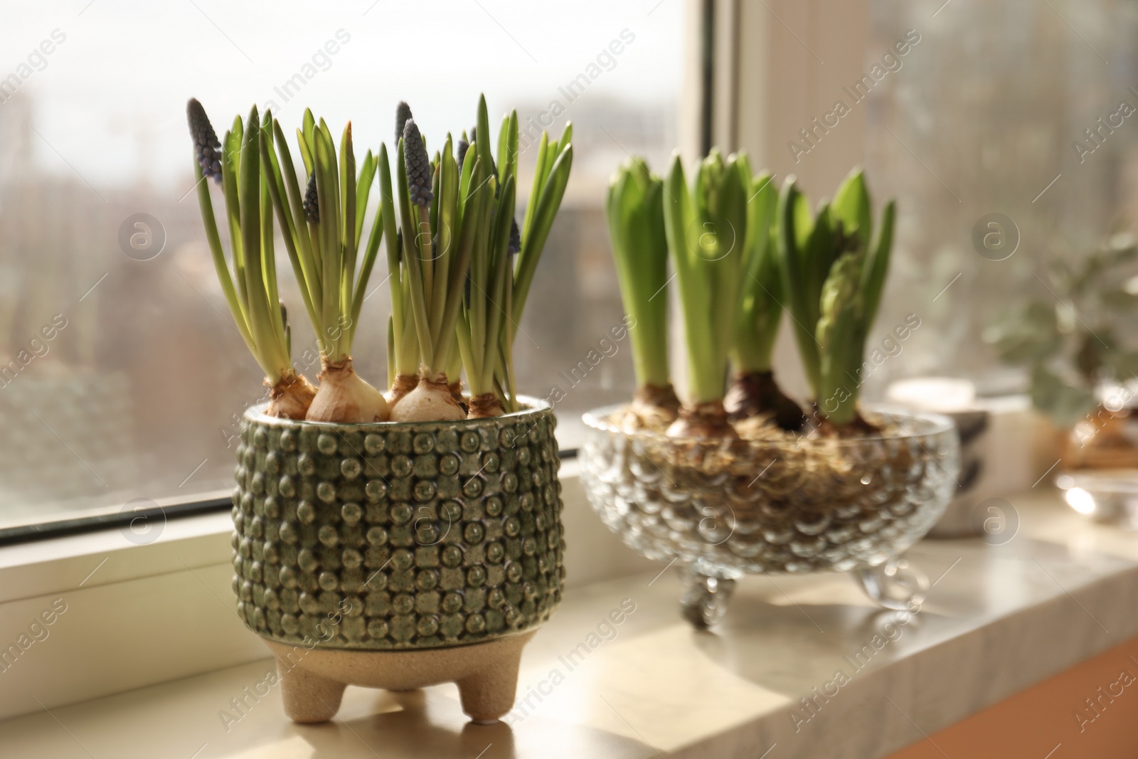 Photo of Spring is coming. Beautiful bulbous plants on windowsill indoors