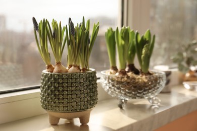 Spring is coming. Beautiful bulbous plants on windowsill indoors