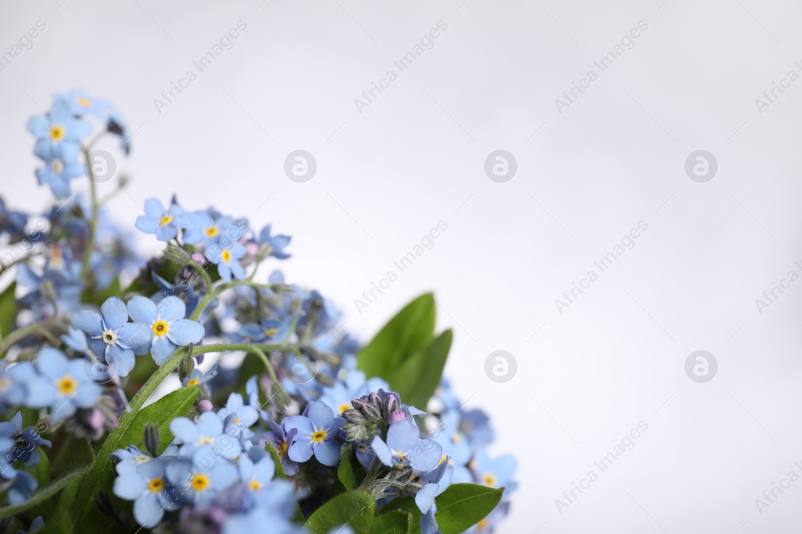 Photo of Beautiful forget-me-not flowers on white background, closeup. Space for text