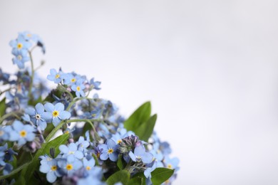 Beautiful forget-me-not flowers on white background, closeup. Space for text