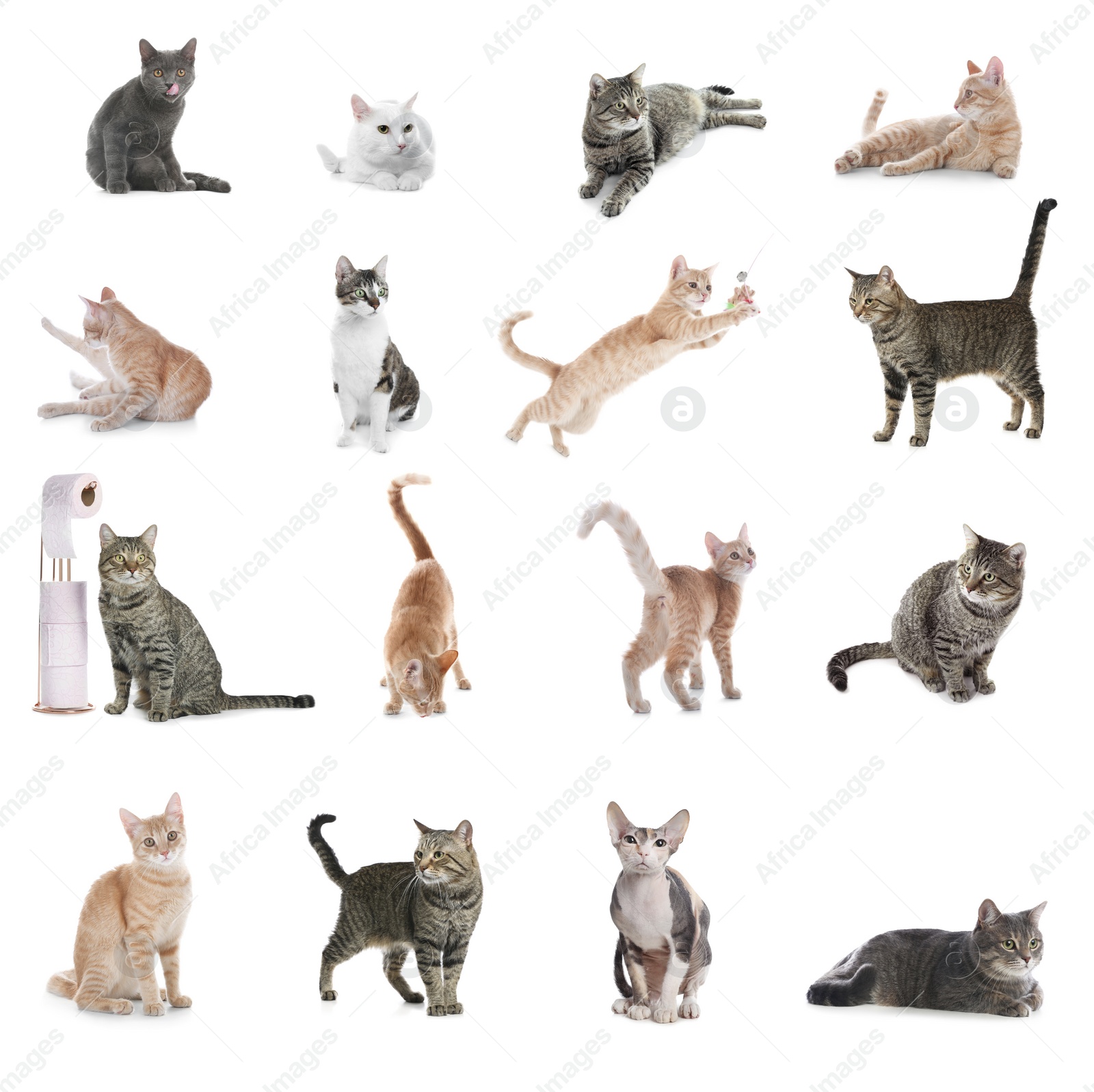 Image of Collage of beautiful cats on white background. Lovely pet