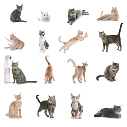 Image of Collage of beautiful cats on white background. Lovely pet