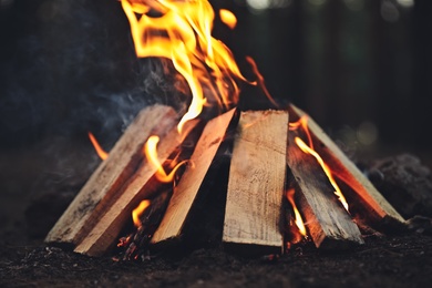 Photo of Beautiful bonfire with burning firewood in forest, closeup