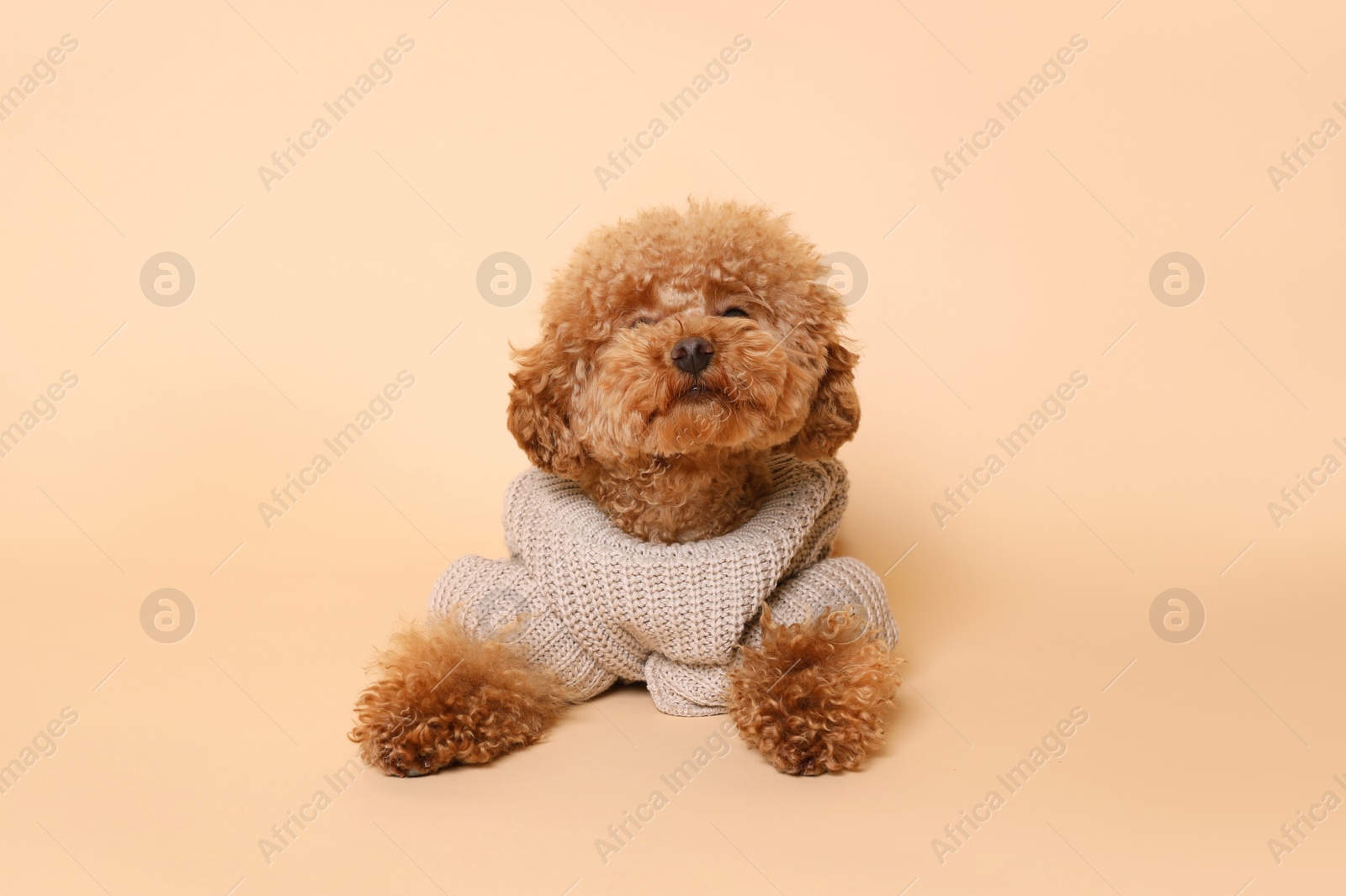 Photo of Cute Maltipoo dog in knitted warm sweater on beige background