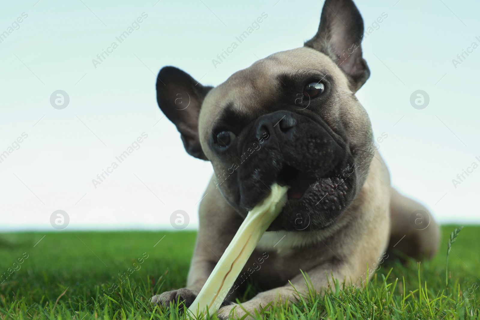 Photo of Cute French bulldog gnawing bone treat on green grass outdoors, closeup and space for text. Lovely pet