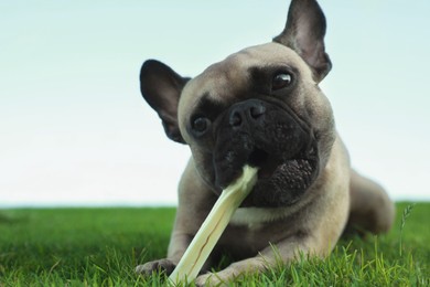 Photo of Cute French bulldog gnawing bone treat on green grass outdoors, closeup and space for text. Lovely pet