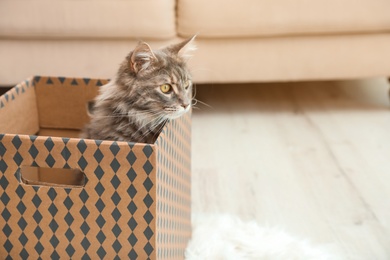 Photo of Adorable Maine Coon cat in cardboard box at home. Space for text