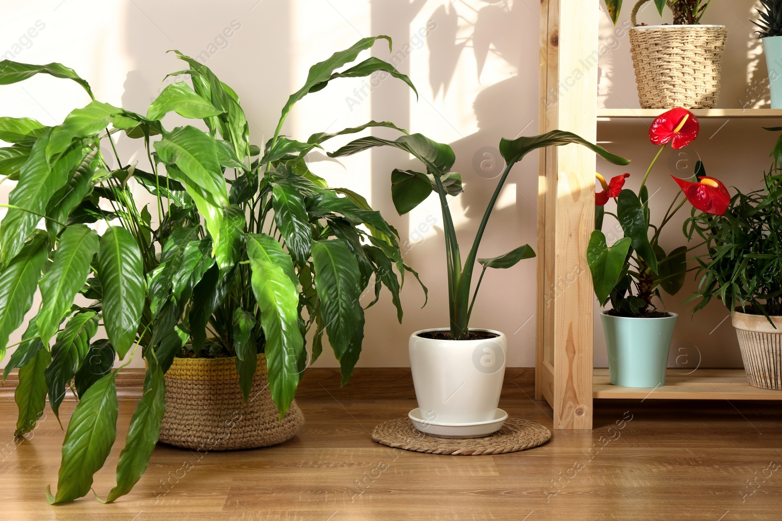 Photo of Beautiful houseplants in pots indoors. House decor