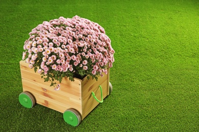 Photo of Beautiful chrysanthemum flowers in cart on artificial lawn. Space for text