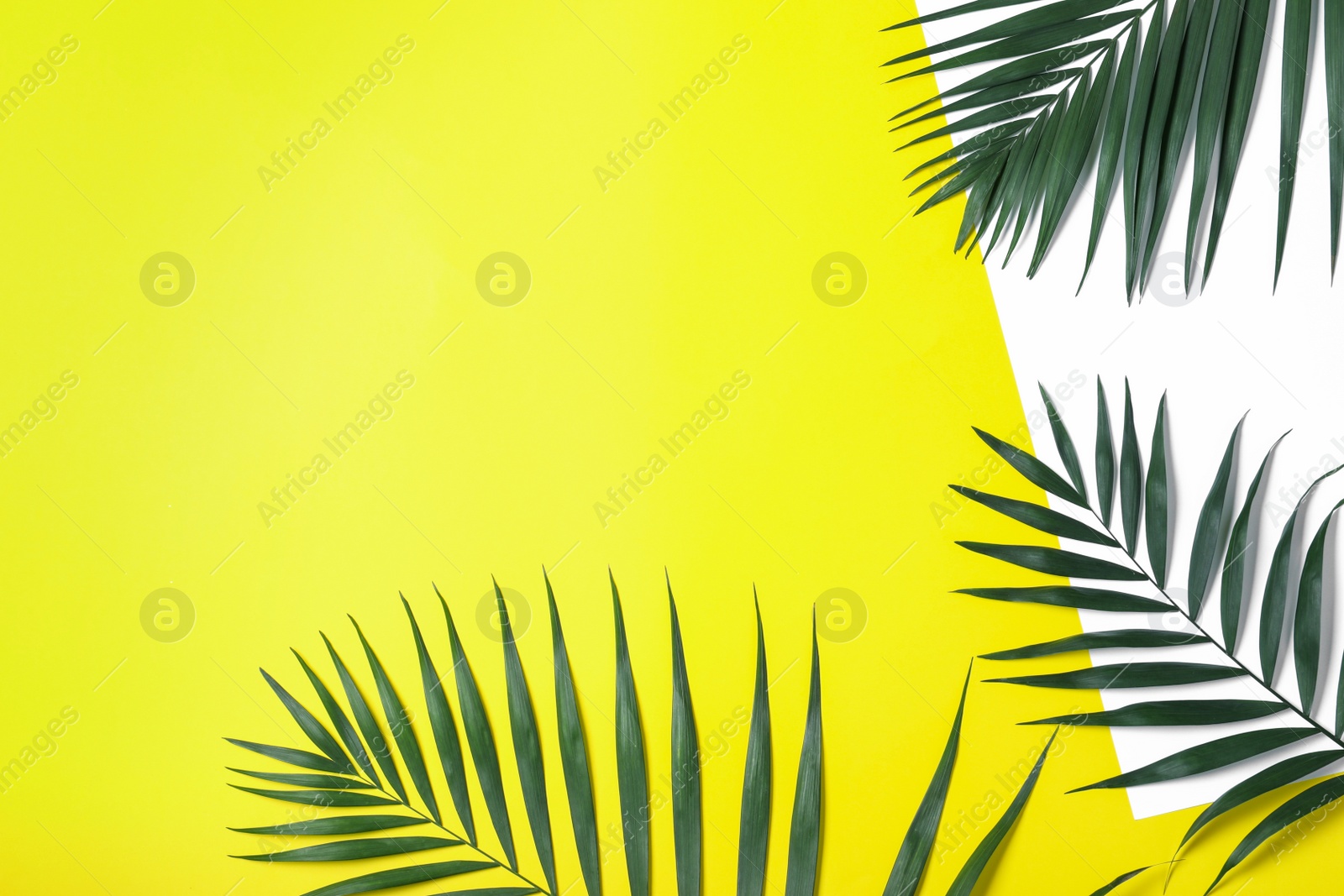 Photo of Beautiful lush tropical leaves on color background. Space for text