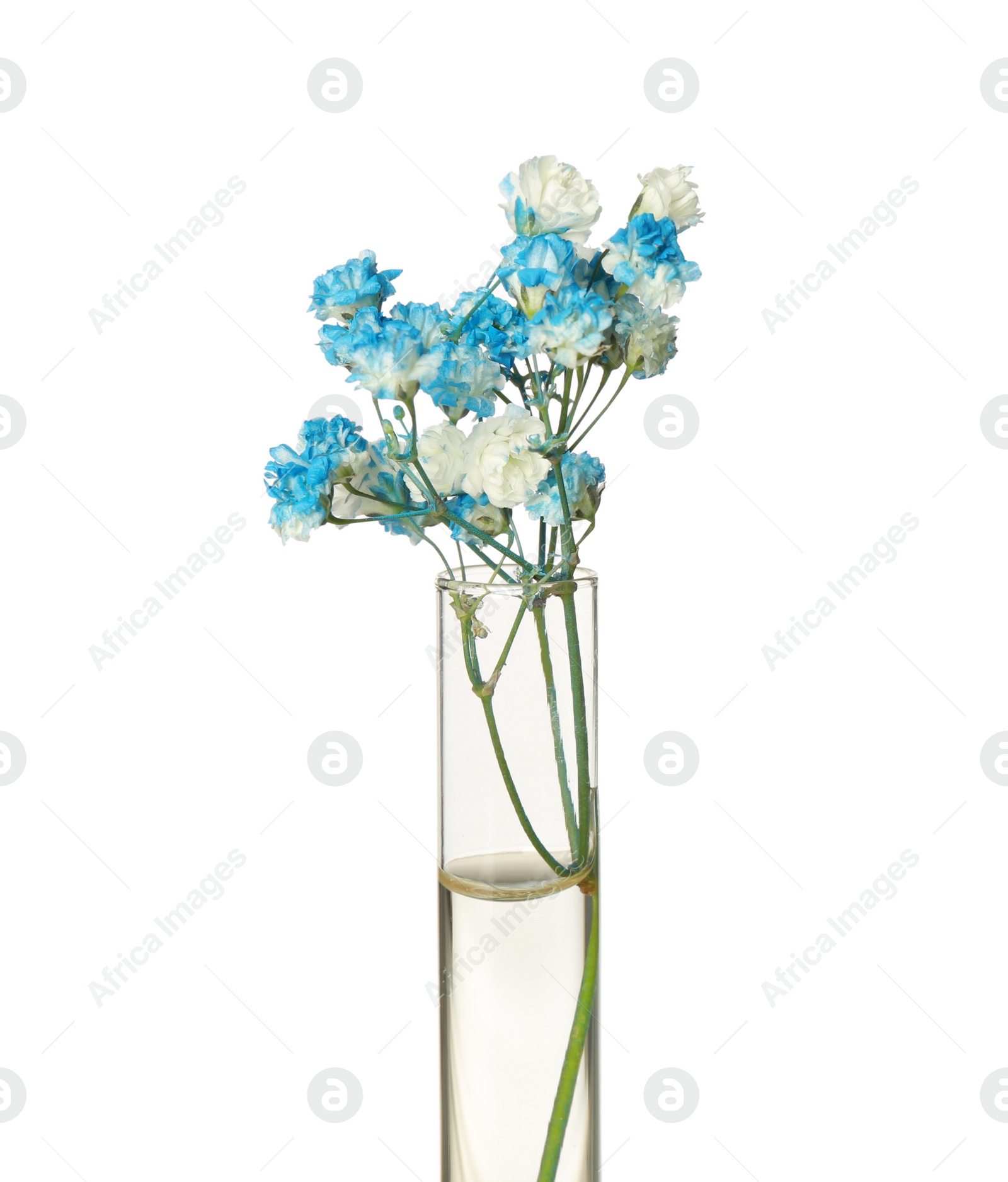 Photo of Gypsophila flowers in test tube on white background