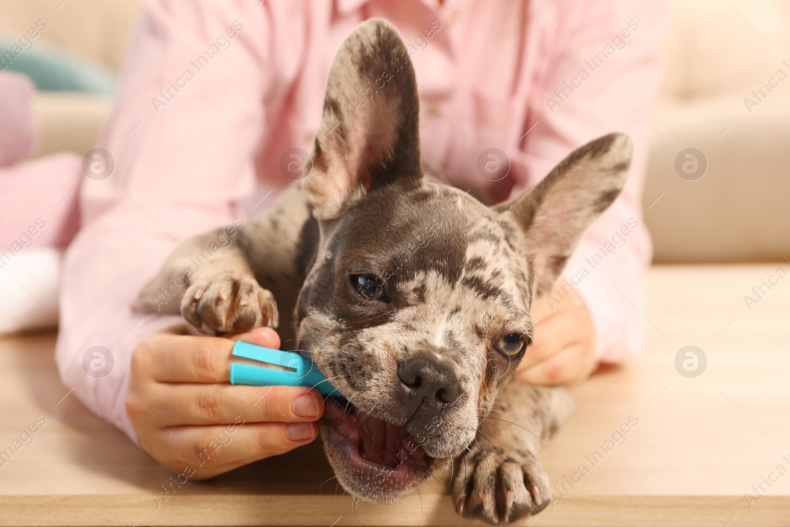 Photo of Woman brushing dog's teeth at table indoors, closeup