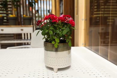 Beautiful potted red roses on white table indoors