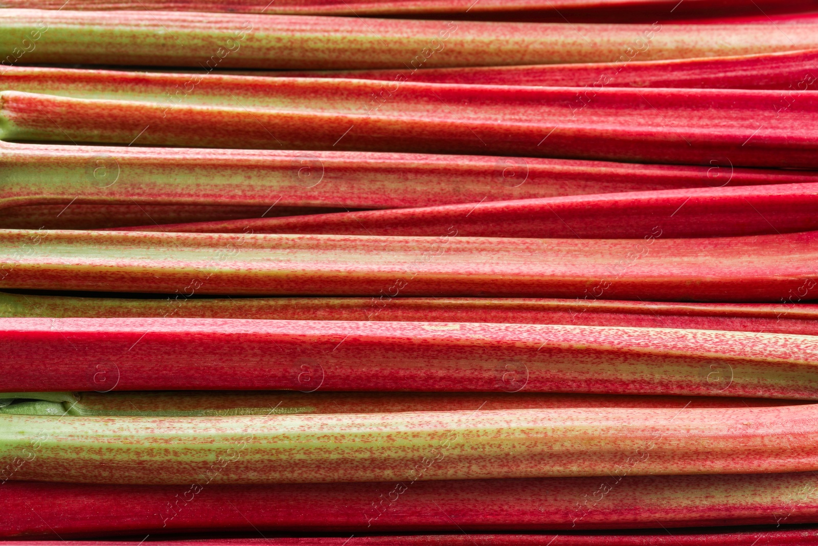 Photo of Fresh ripe rhubarb stalks as background, closeup