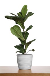 Photo of Fiddle Fig or Ficus Lyrata plant with green leaves in pot on table against white background