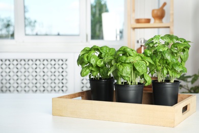 Pots with fresh green basil on kitchen table. Space for text