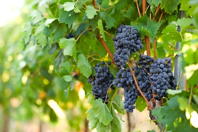 Fresh ripe juicy grapes growing in vineyard