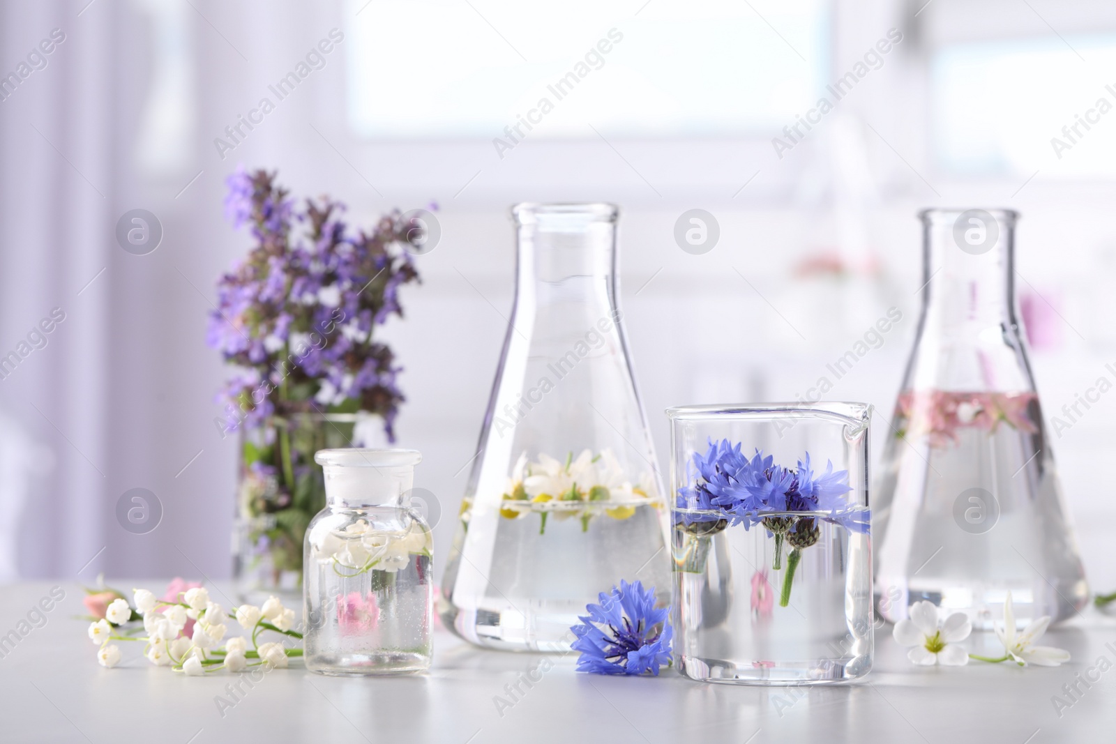 Photo of Laboratory glassware with different flowers on light table. Essential oil extraction