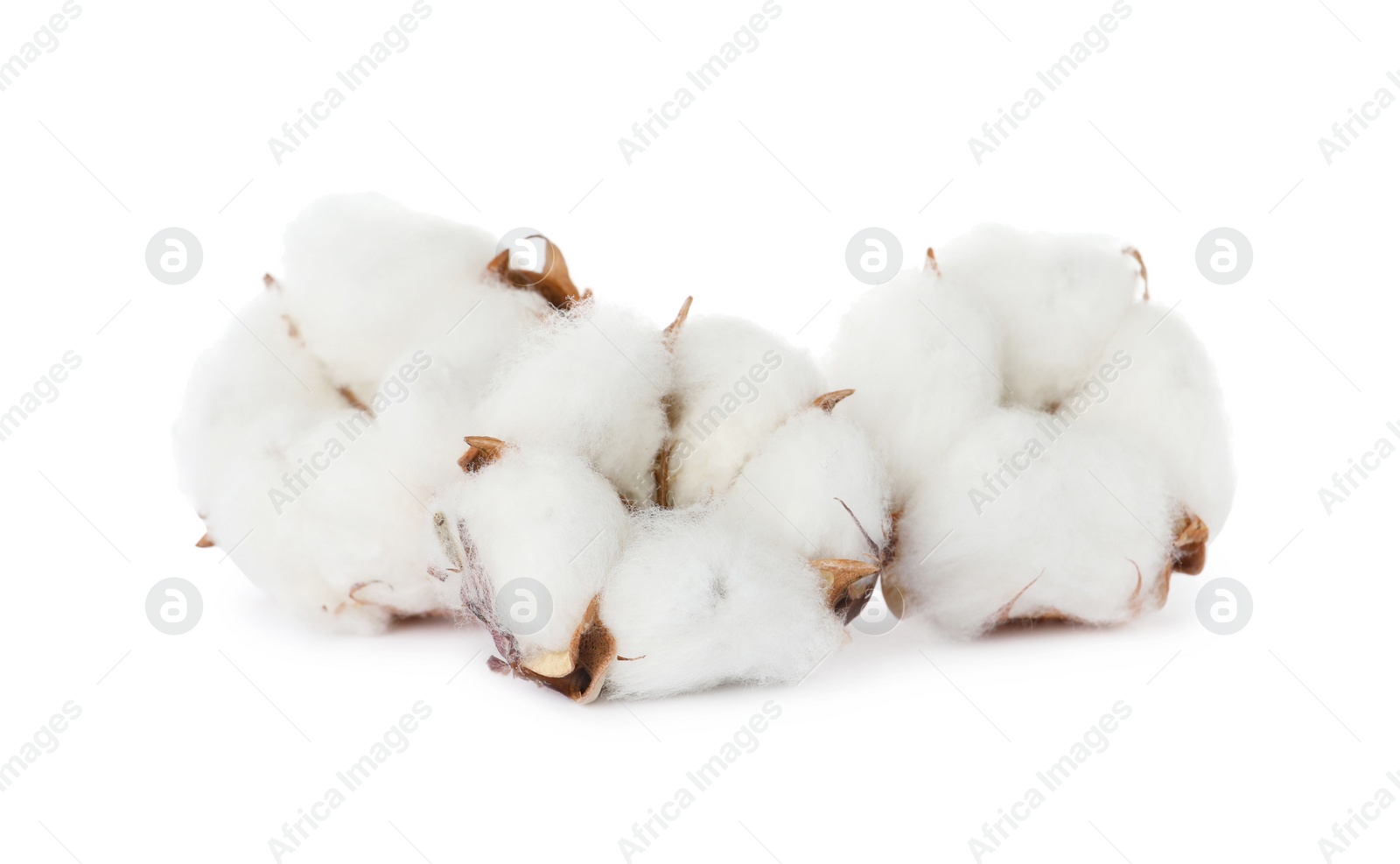 Photo of Beautiful fluffy cotton flowers on white background