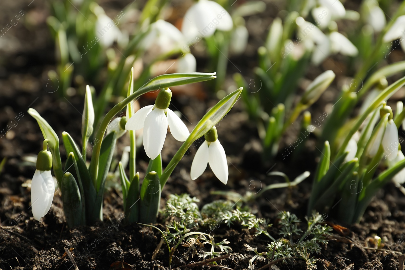 Photo of Beautiful snowdrops growing outdoors. Early spring flowers