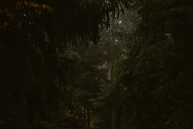 Photo of Picturesque view of beautiful coniferous forest with tall trees