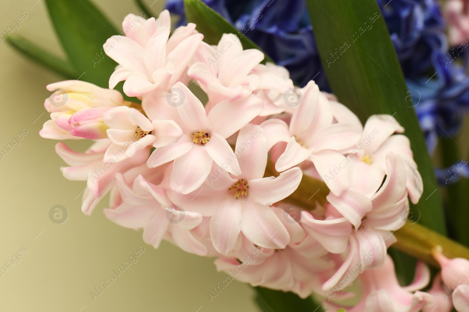 Photo of Closeup view of beautiful spring hyacinth flowers