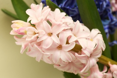 Photo of Closeup view of beautiful spring hyacinth flowers